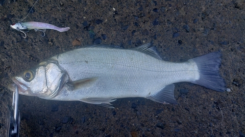 セイゴ（ヒラスズキ）の釣果