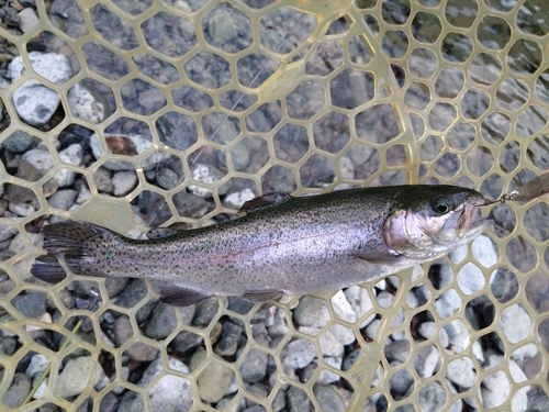 ニジマスの釣果