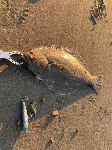 ヒラメの釣果