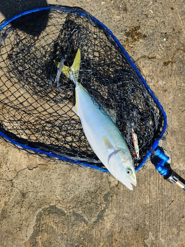 ハマチの釣果