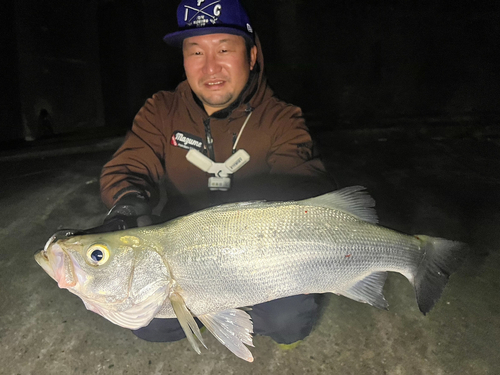 セイゴ（ヒラスズキ）の釣果