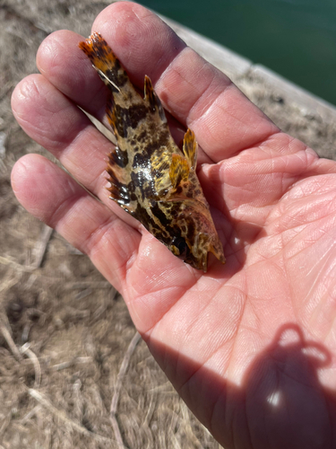 タケノコメバルの釣果