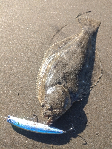 ヒラメの釣果