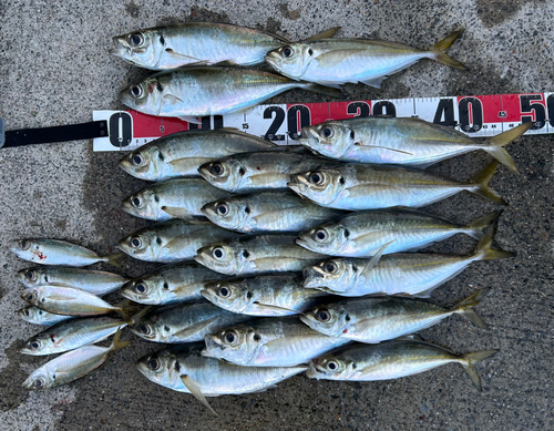 マアジの釣果