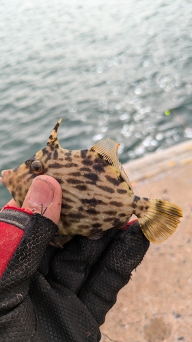 カワハギの釣果