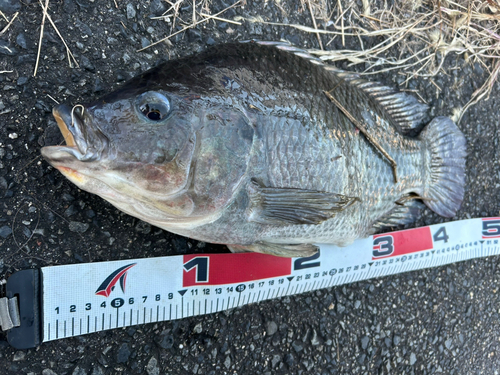 ティラピアの釣果