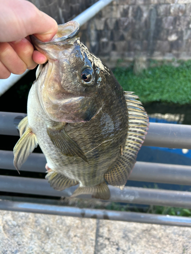 ティラピアの釣果