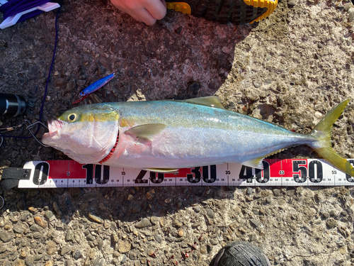 メジロの釣果