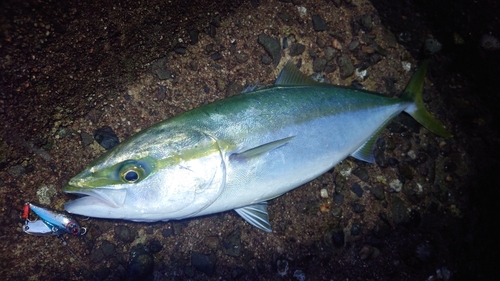 ツバスの釣果