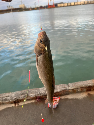 ウグイの釣果