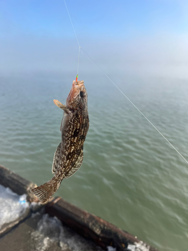 アイナメの釣果