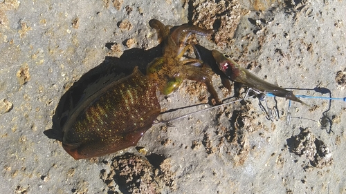 アオリイカの釣果