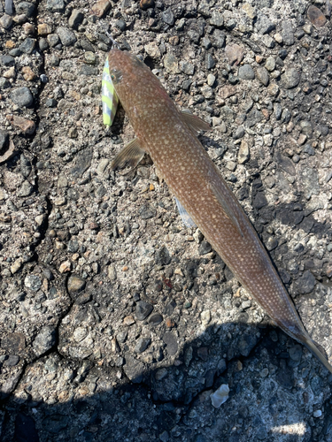 エソの釣果