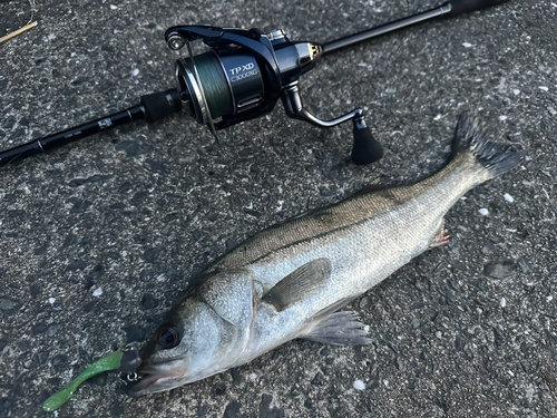 スズキの釣果