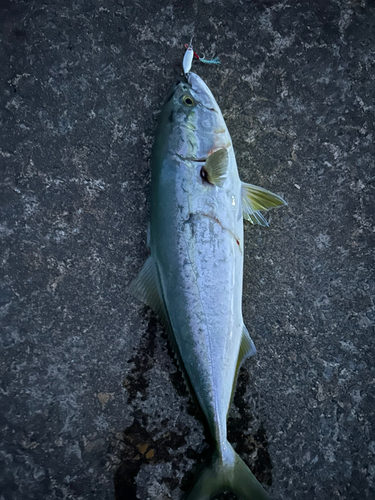 イナダの釣果