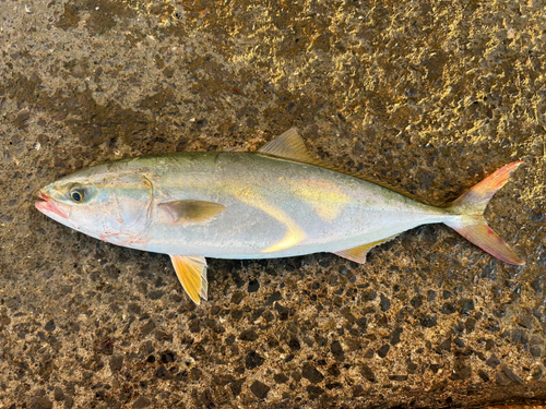 ツバスの釣果