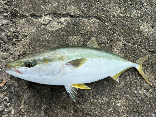 ワラサの釣果