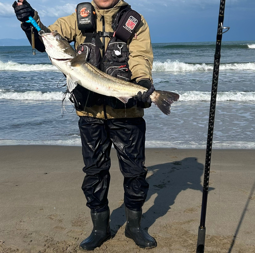 スズキの釣果