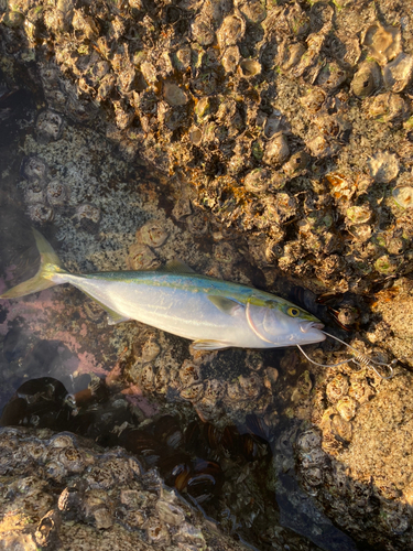 ツバスの釣果