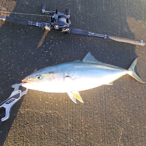 イナダの釣果