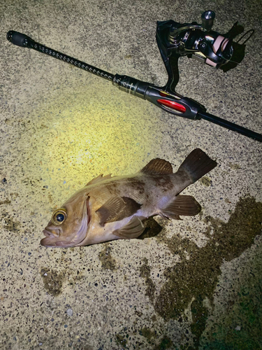 シロメバルの釣果