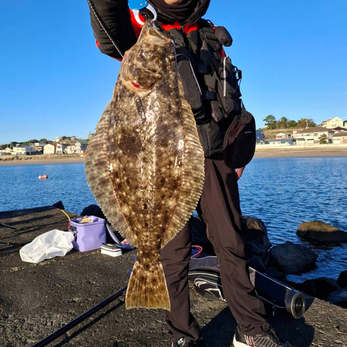 ヒラメの釣果