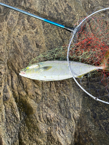 ヒラマサの釣果