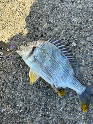 マゴチの釣果