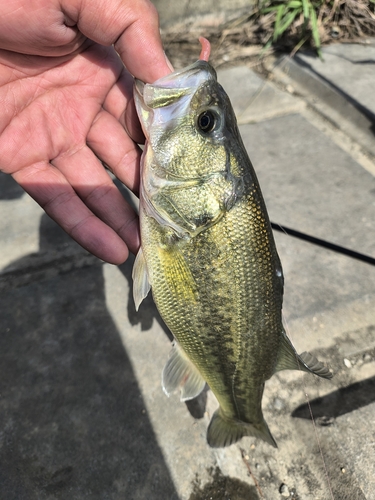 ラージマウスバスの釣果