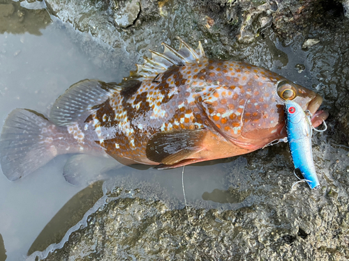 アコウの釣果