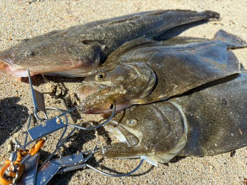 ヒラメの釣果