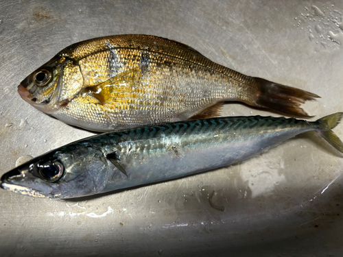 ウミタナゴの釣果