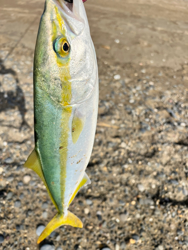 イナダの釣果