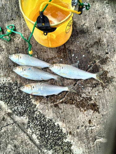 コノシロの釣果