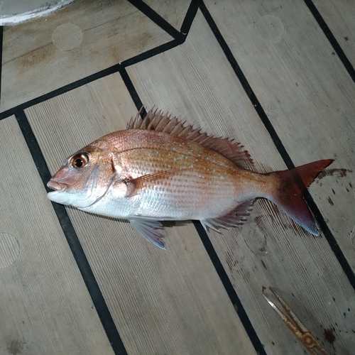 マダイの釣果