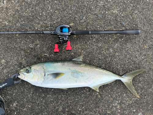 ワラサの釣果