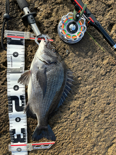 チヌの釣果