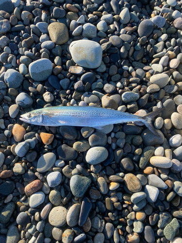 サゴシの釣果