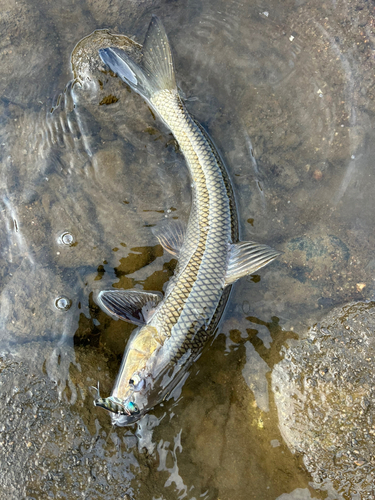 ニゴイの釣果