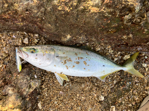 ヤズの釣果