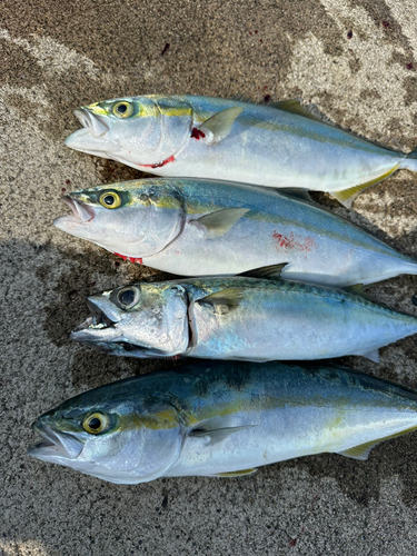 イナダの釣果