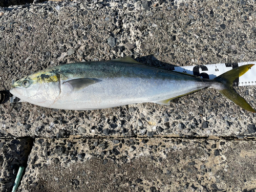 ハマチの釣果