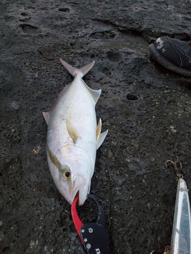 ネリゴの釣果