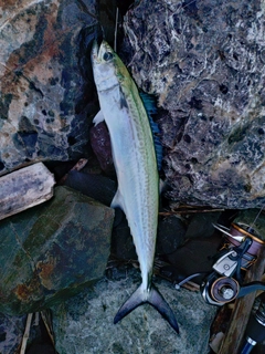 サゴシの釣果