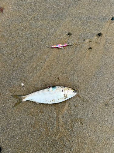 コノシロの釣果