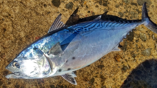 浜田沖