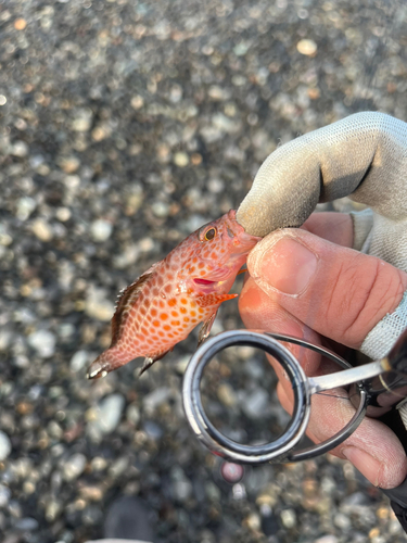 オオモンハタの釣果