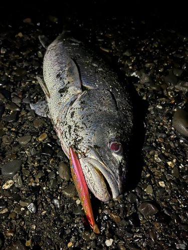 オオニベの釣果