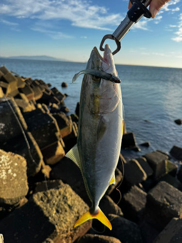 ハマチの釣果