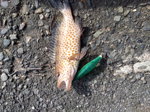 オオモンハタの釣果